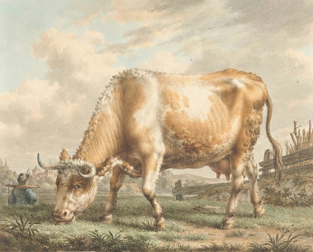 A light-colored cow grazing in a field with people.