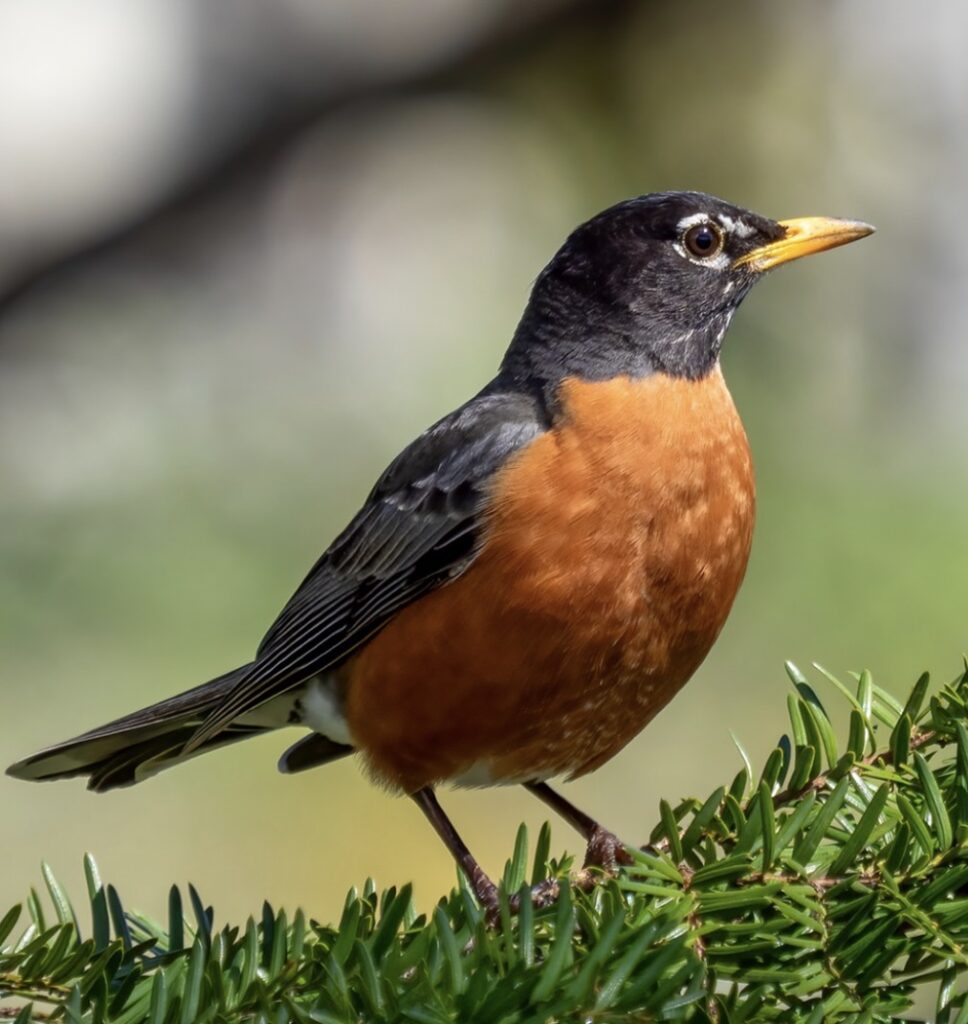 Merle d'Amérique ou merle rouge. Crédit : encyclopédie canadienne 
